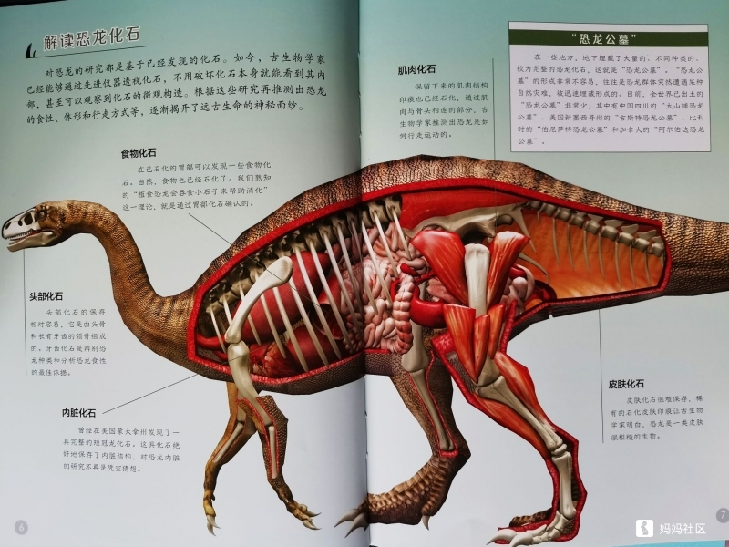 游戏啦的恐龙分类体验